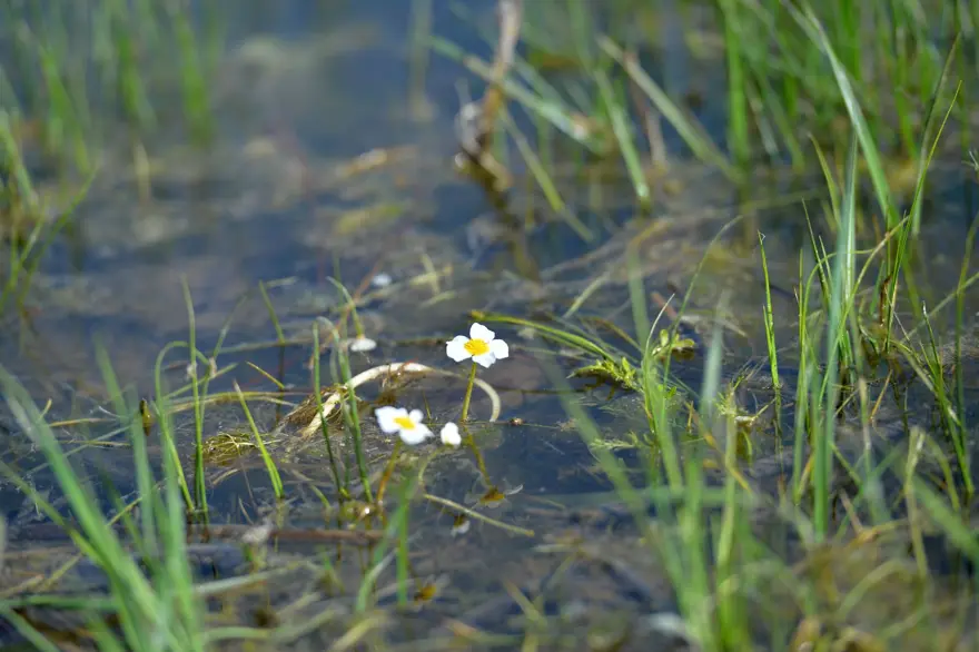 Sülüklü Göl'de ilkbahar renkleri 15