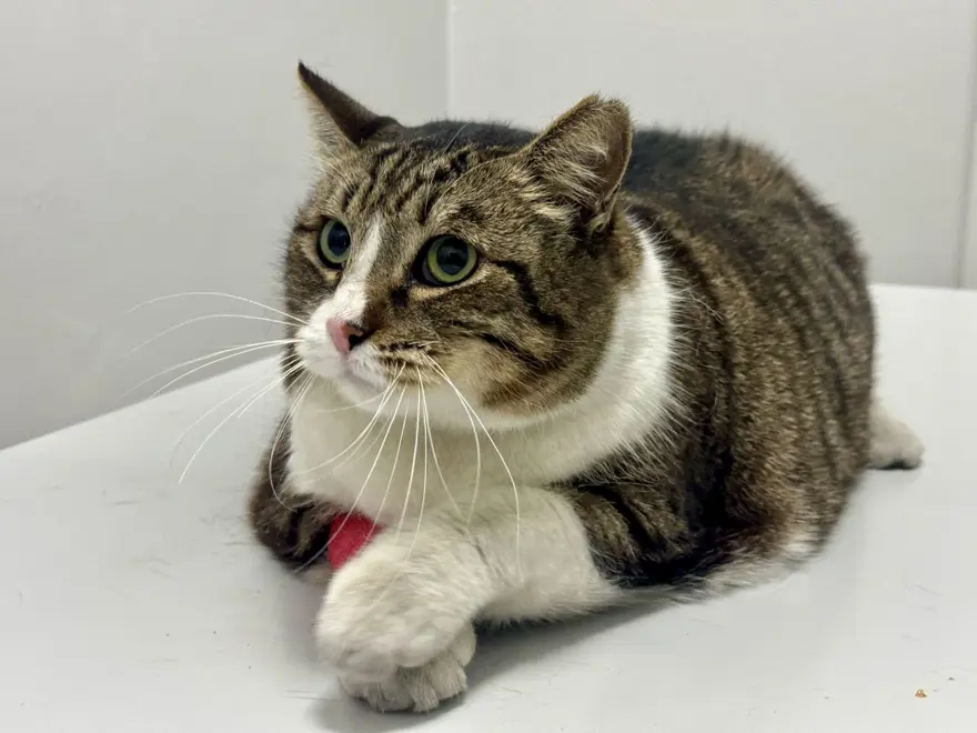 7 yaşındaki "Dombili" diyet yapamıyor: "Biri kıymalı pidenin kıymasını, diğeri köfte veriyor" 3