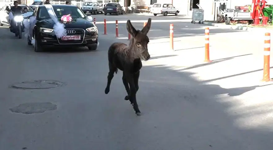 Kütahya'da ilginç görüntüler! "Bak şu sıpanın yaptığına" 3
