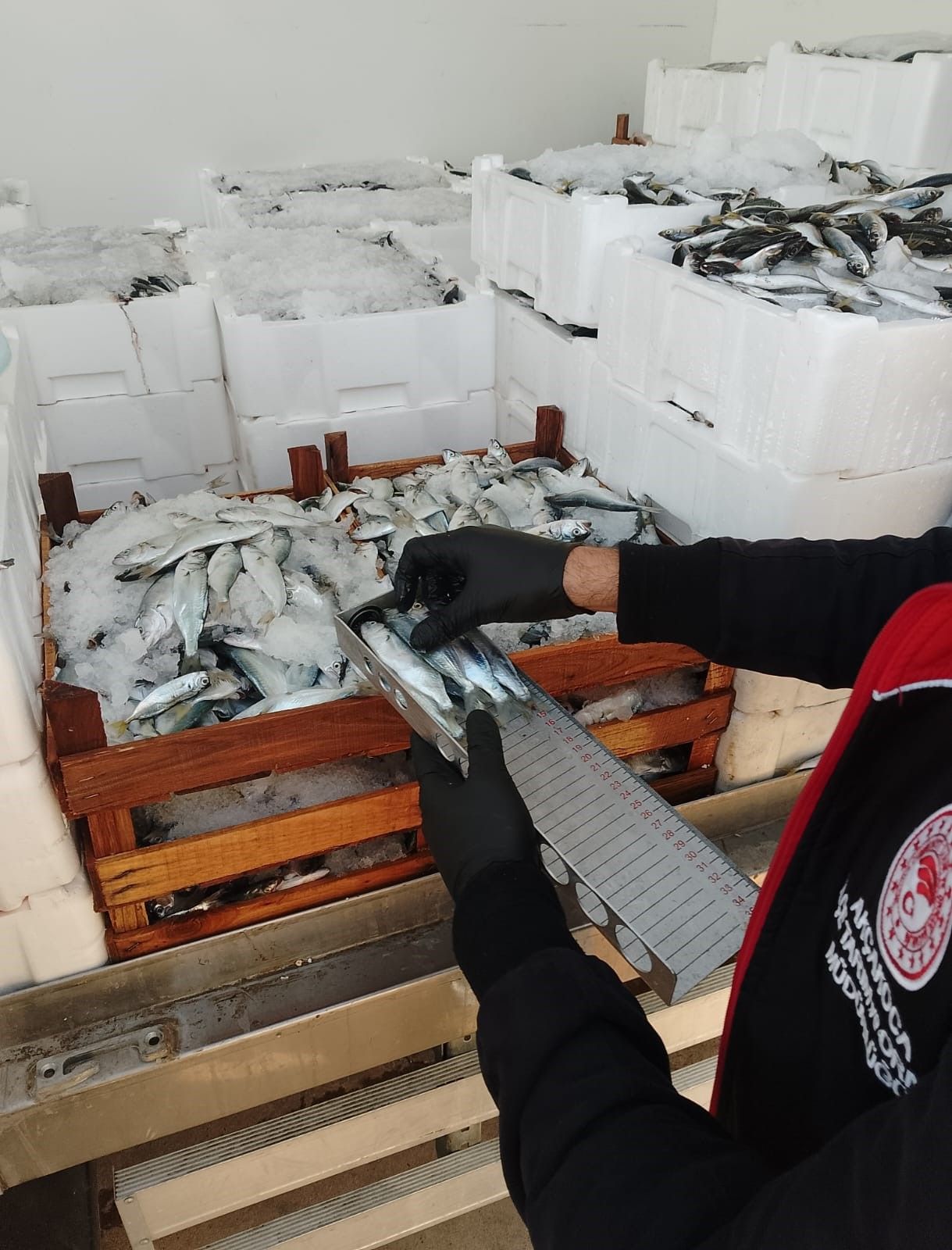 Balıkçı teknelerinde denetim: Lüfer ve istavritlere el konuldu