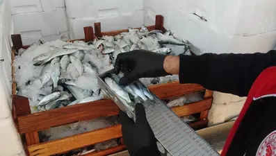 Balıkçı teknelerinde denetim: Lüfer ve istavritlere el konuldu