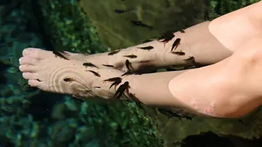 Sivas'ın ünlü 'doktor balıkları'na Rus ilgisi