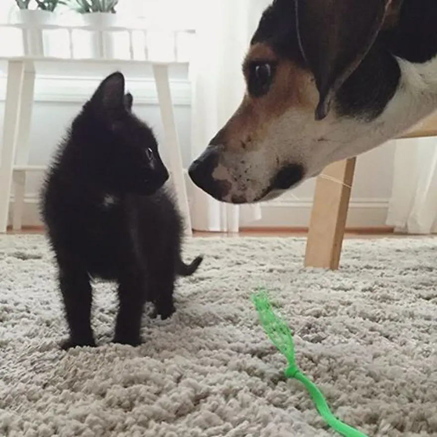 Hayatını kedileri kurtarmaya adadı 282