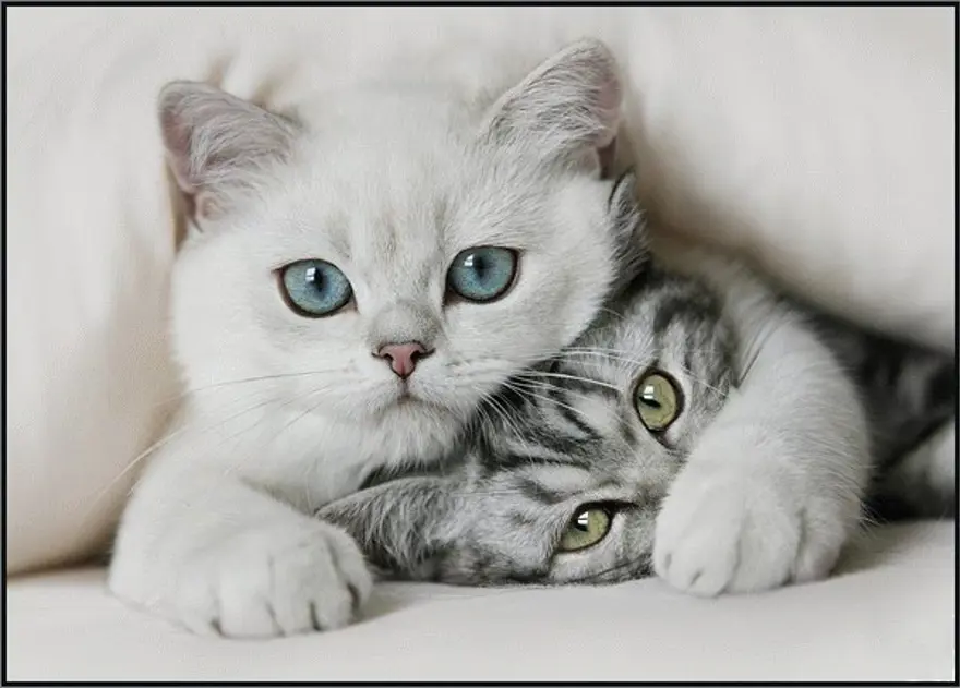 İnternetin yeni fenomenleri 35