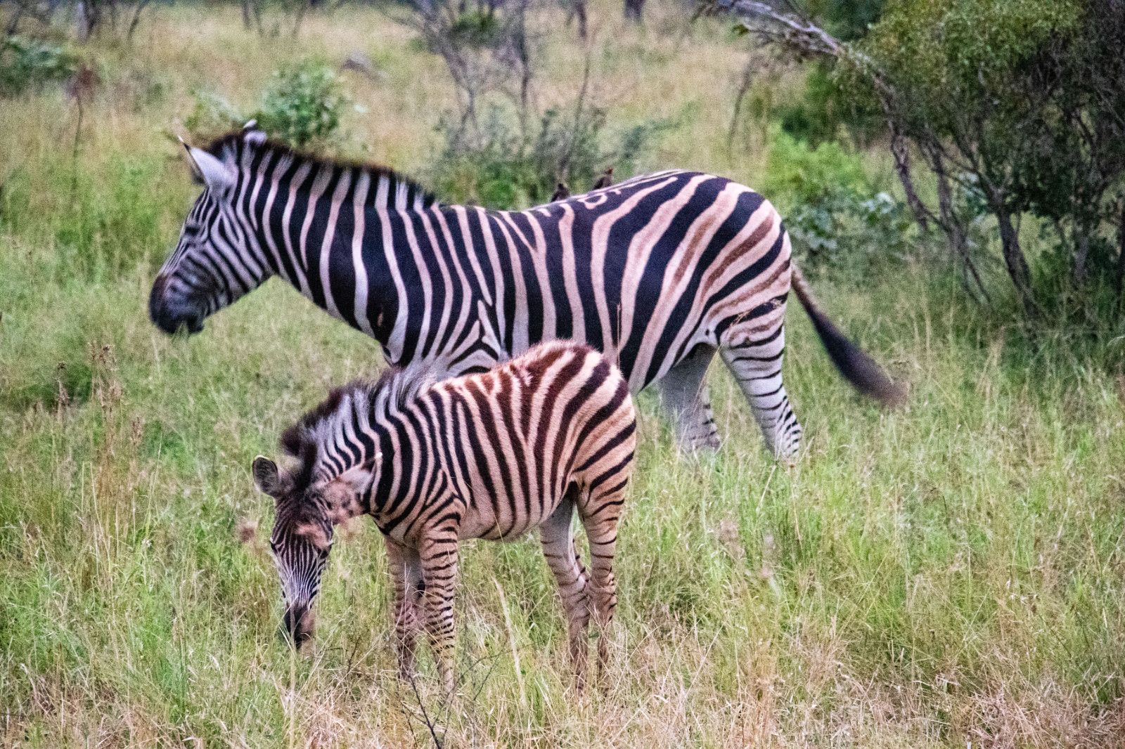 Kruger Ulusal Parkı 'Afrika'nın 5 büyükleri'ne ev sahipliği yapıyor