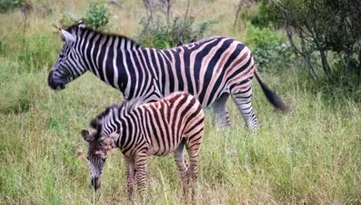 Kruger Ulusal Parkı 'Afrika'nın 5 büyükleri'ne ev sahipliği yapıyor