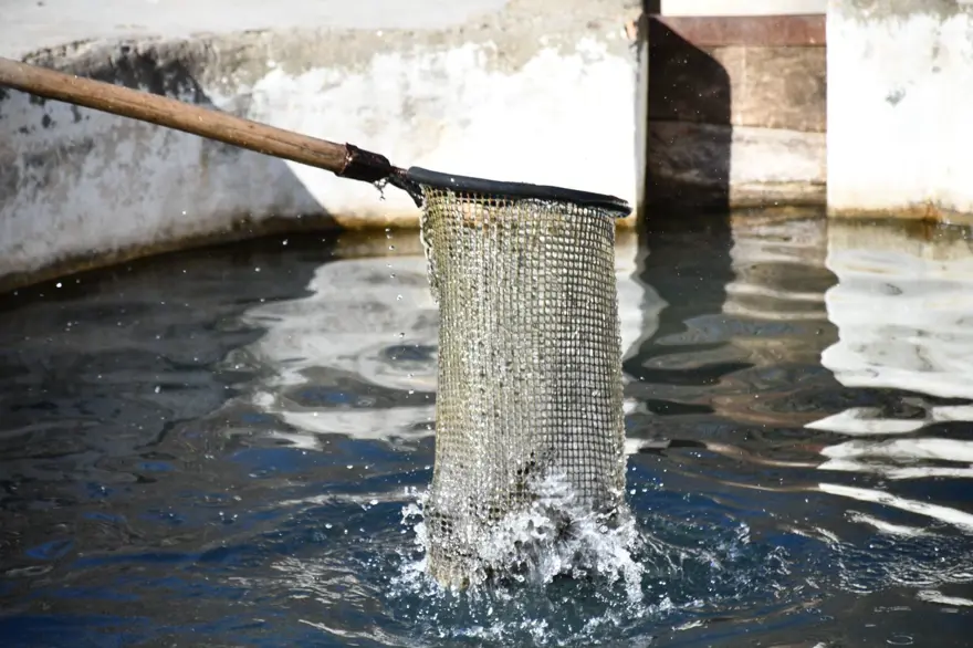 Sıfır noktasında 25 bin ton üretiyor: 5 aileye ekmek kapısı oluyor 5