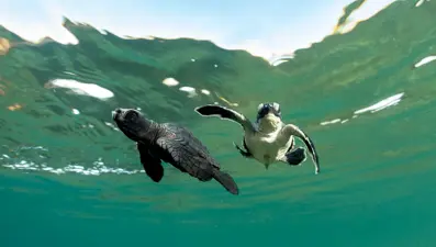 Caretta caretta yavrularının yuvalarından çıkışı görüntülendi