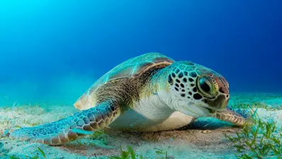 Dalgıçların ilgi odağı kaplumbağa 'Hürrem'