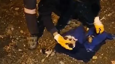 Yavru kedileri çöp kutusuna attılar