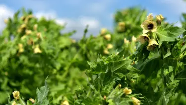 Güzel avrat otu nedir, nerelerde kullanılır? (Güzel avrat otunun faydaları ve zararları)