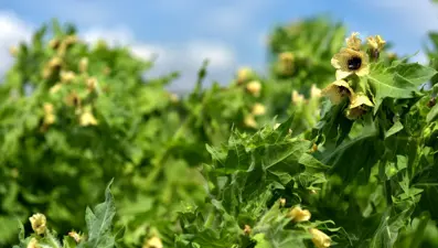 Güzel avrat otu nedir, nerelerde kullanılır? (Güzel avrat otunun faydaları ve zararları)