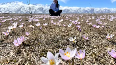 Yüksekova'da baharın müjdecisi kardelenler çiçek açtı