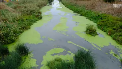 Lüleburgaz Deresi yosun tuttu