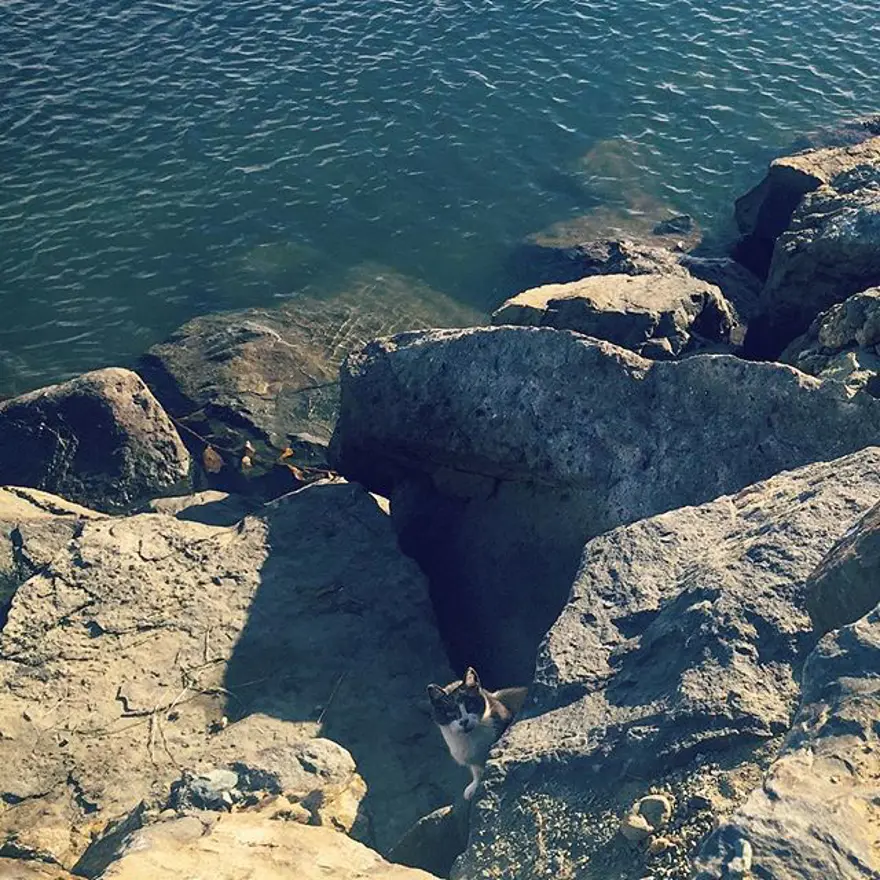 Hayatını kedileri kurtarmaya adadı 329