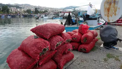Balıkçıların geçim kaynağı: Palamut gibi onun da avı hüsrana uğrattı