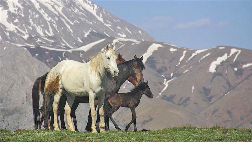 Mercan Dağları yavru yılkı atlarıyla şenlendi
