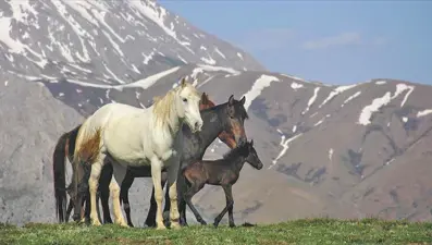 Mercan Dağları yavru yılkı atlarıyla şenlendi