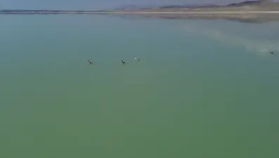 Gölün renkli misafirleri yerini ördeklere bıraktı