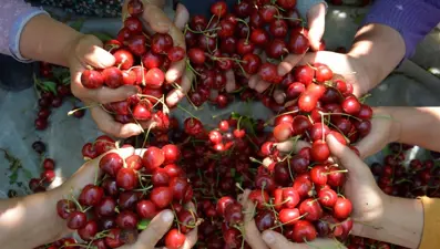 Demirci kirazı coğrafi işaret olarak tescillendi