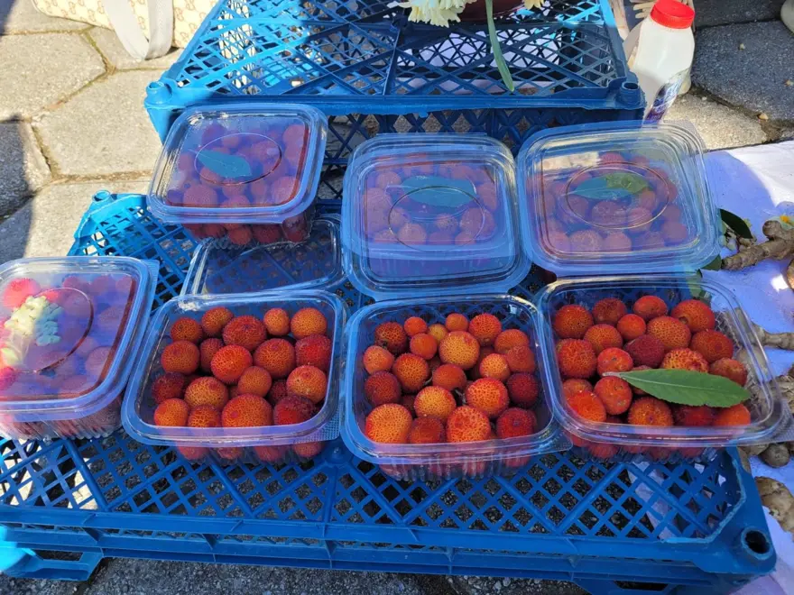 67 yaşında çalışmaktan vazgeçmiyor, paketini 70 liradan satıyor: Toplaması zahmetli ama tadı lezzetli 1