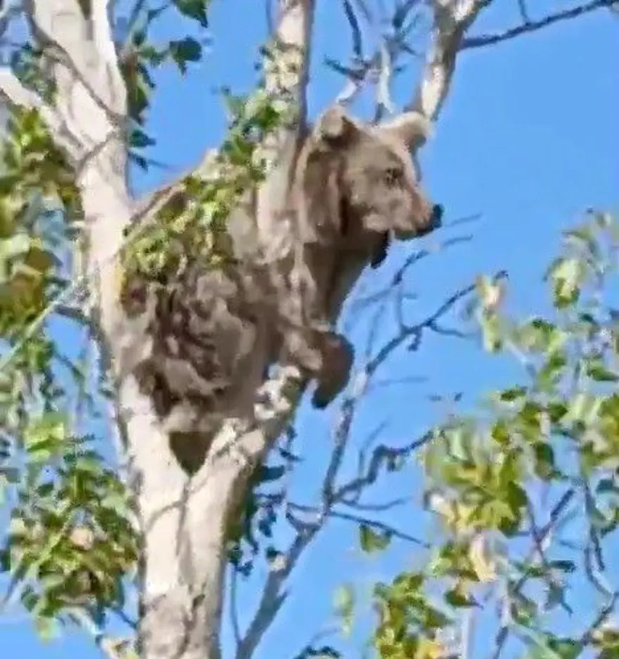 KAÇAN AYININ PEŞİNDE KÖYLÜLER SEFERBER OLDU 2