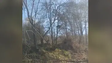 Tokat'ta Kangal köpeklerinden korkan ayı ağaca çıktı
