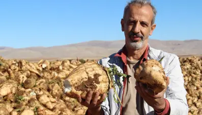 Üreticilerin önemli gelir kapısı: Hasat başladı