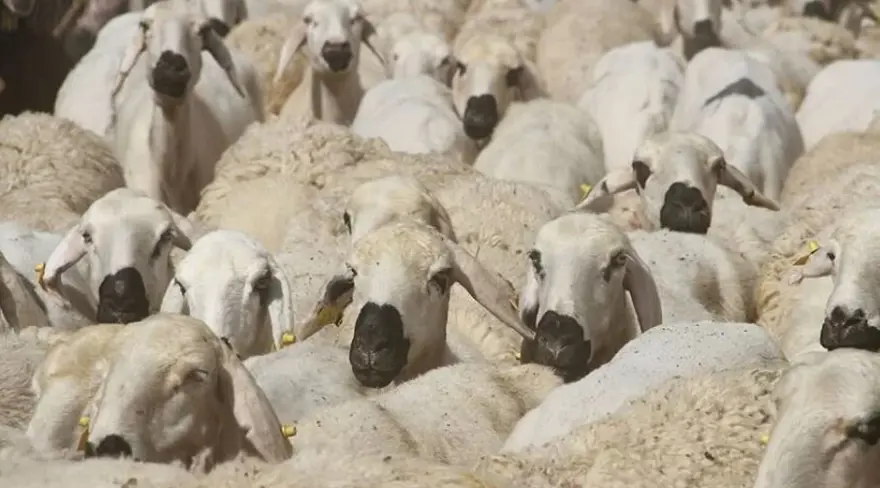 KURBAN BAYRAMI TARİHLERİ 2 KURBAN BAYRAMI TARİHLERİ 2