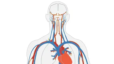 İnsan damarları Laboratuvarda büyütüldü