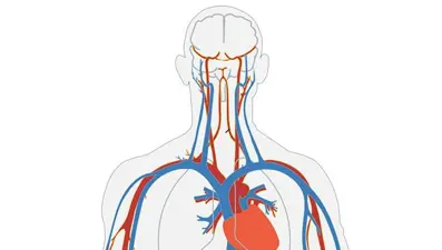 İnsan damarları Laboratuvarda büyütüldü