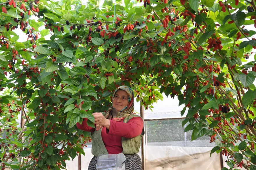 Sabahın erken saatinde dalından toplanıyor, kilosu 120 lira: 250 dönümlük örtü altında yetişiyor 1