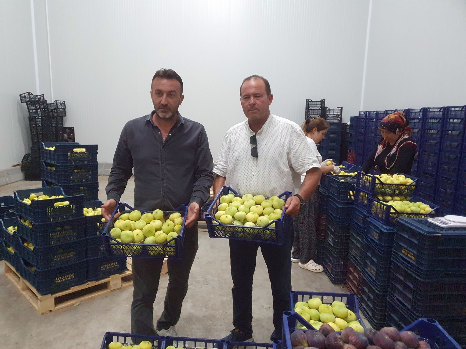 Tanesi 20 TL'den ihraç ediliyor: Mersinli çiftçinin yüzü güldü
