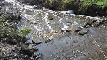 Derenin rengi değişti, kötü koku yayıldı!
