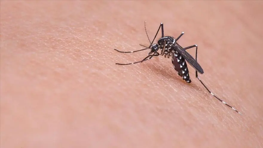 AEDES SİVRİSİNEK ISIRIĞI BELİRTİLERİ 5
