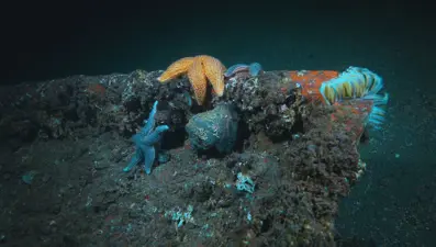 Balıklara “kırmızı liste” koruması geliyor | Tüm balıktürleri tek tek incelenecek