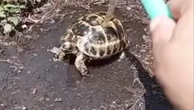 Sıcaktan etkilenen kaplumbağaya hayat kurtaran müdahale