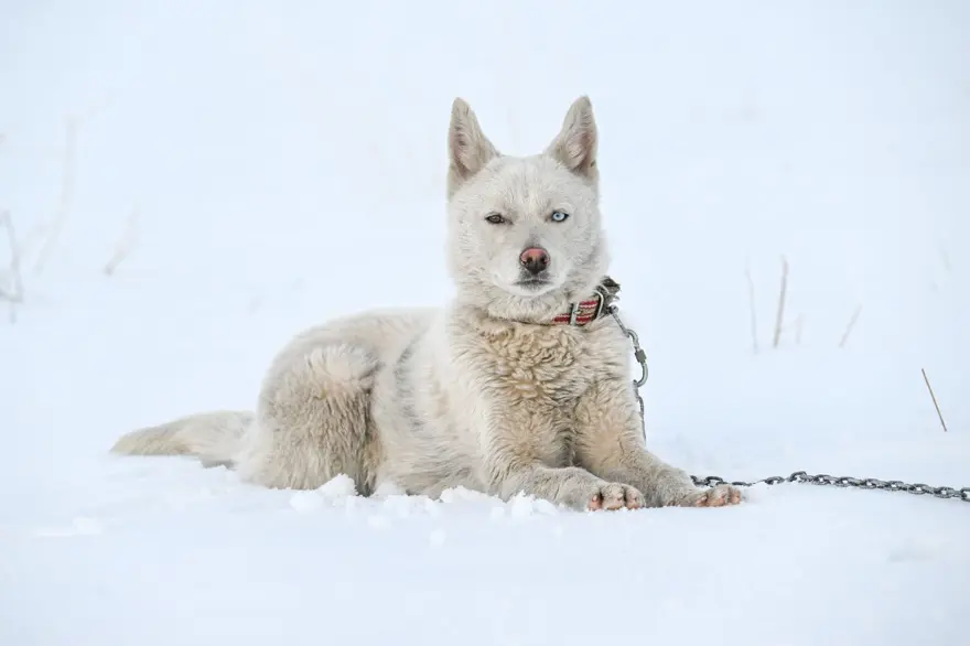 Van kedisi gibi gözleriyle dikkat çeken "Husky" cinsi köpek 1 Van kedisi gibi gözleriyle dikkat çeken "Husky" cinsi köpek 1