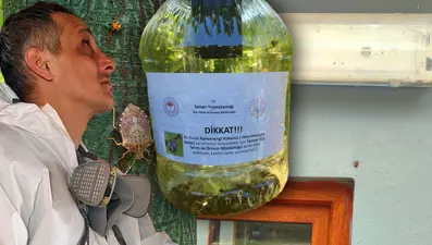 İstanbul'da yayılmaya başladı, yetkililer harekete geçti: 10 bin arı doğaya salındı