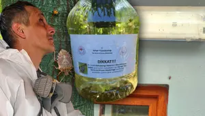 İstanbul'da yayılmaya başladı, yetkililer harekete geçti: 10 bin arı doğaya salındı