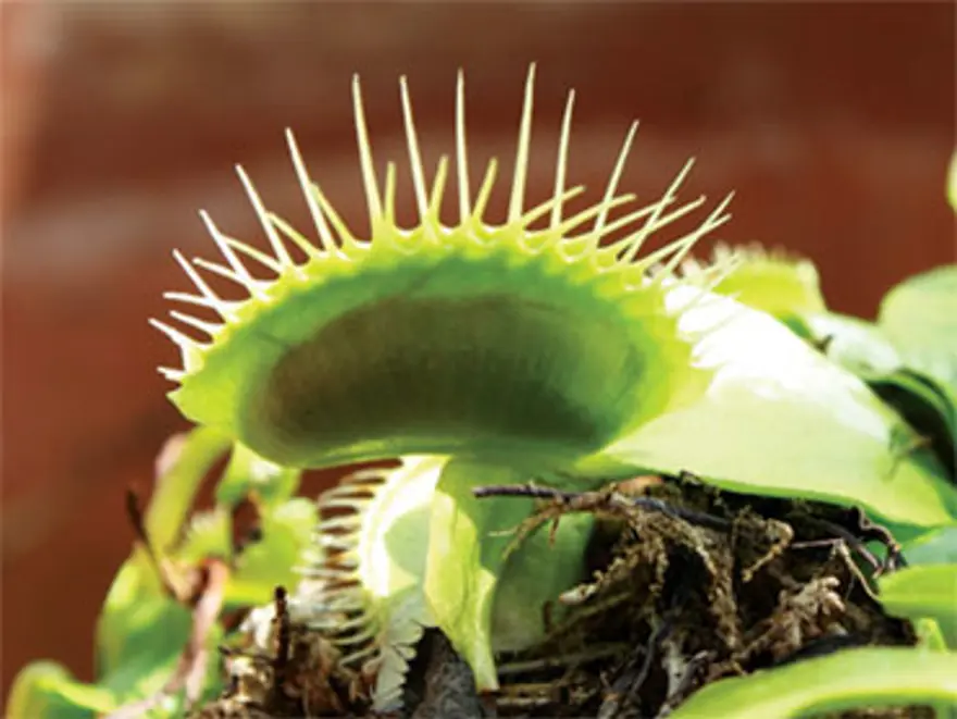 Anthrophobia: Çiçek korkusu 19 Anthrophobia: Çiçek korkusu 19