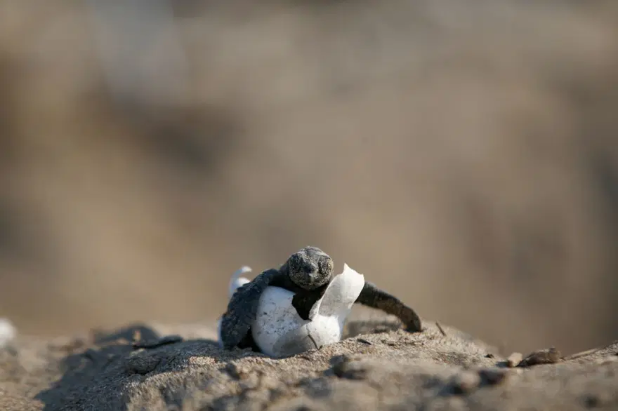 Caretta carettalar yumurtalardan çıkmaya başladı | Akdeniz’leilk buluşma 8