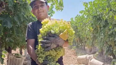 7 kilo 250 gramlık dev üzüm salkımı