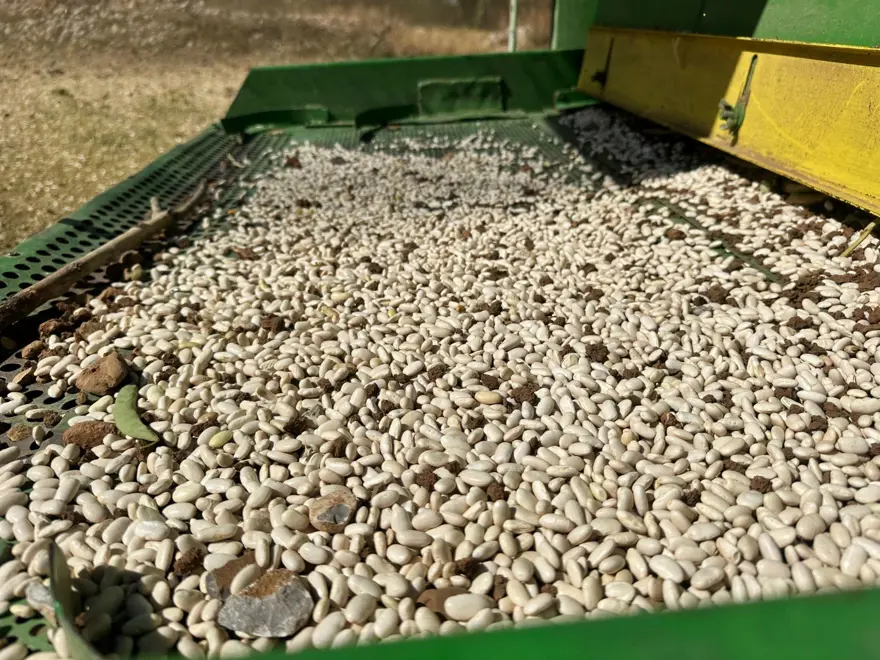 Tarladan sofraya geliyor: Kadınların el emeğiyle toplanmaya başladı 1 Tarladan sofraya geliyor: Kadınların el emeğiyle toplanmaya başladı 1