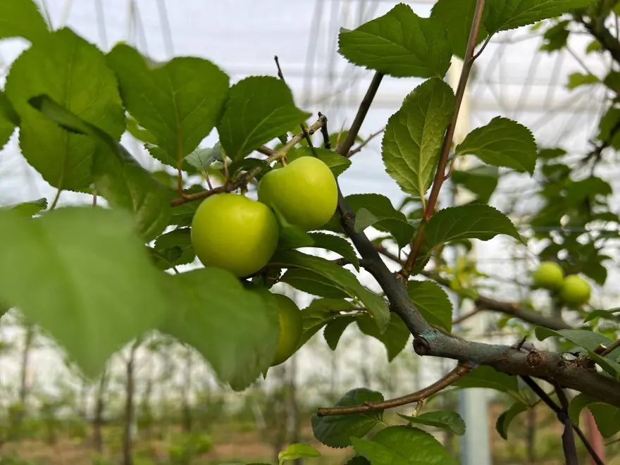Arap şeyhlerine kilosu 2 bin liradan erik 6 Arap şeyhlerine kilosu 2 bin liradan erik 6