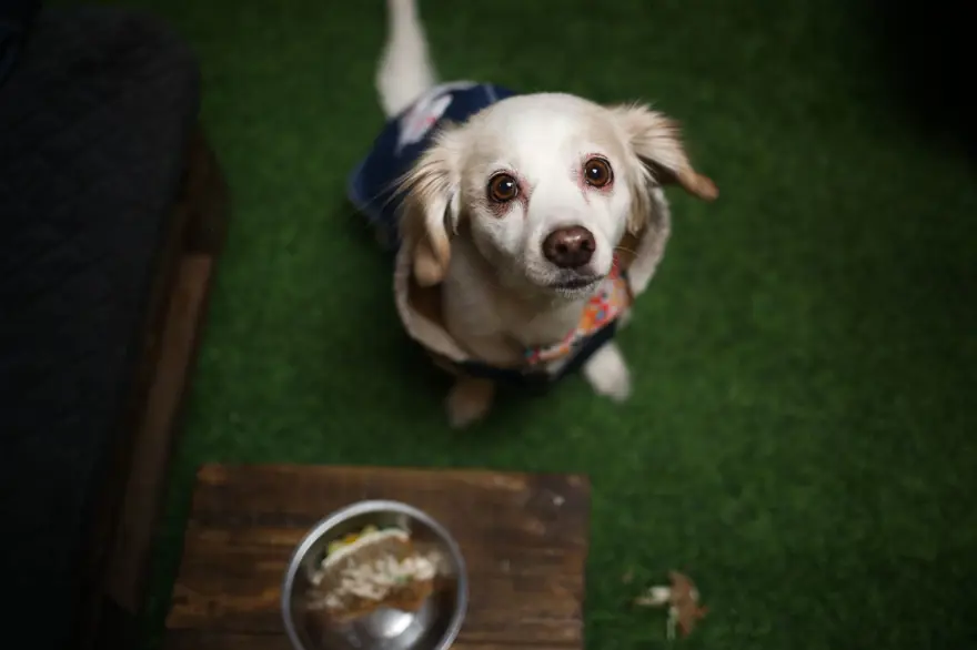 Dünyanın ilk köpek restoranı Bolivya'da açıldı 10
