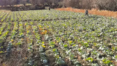 "Alucra Kelemi"ne hırsızlar dadandı: Kasa kasa çalıyorlar