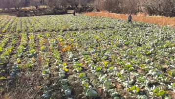 "Alucra Kelemi"ne hırsızlar dadandı: Kasa kasa çalıyorlar