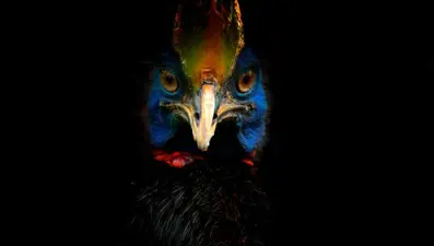 Avustralyalıların korktuğu tek hayvan: "Yaşayan dinozorlara benziyorlar"