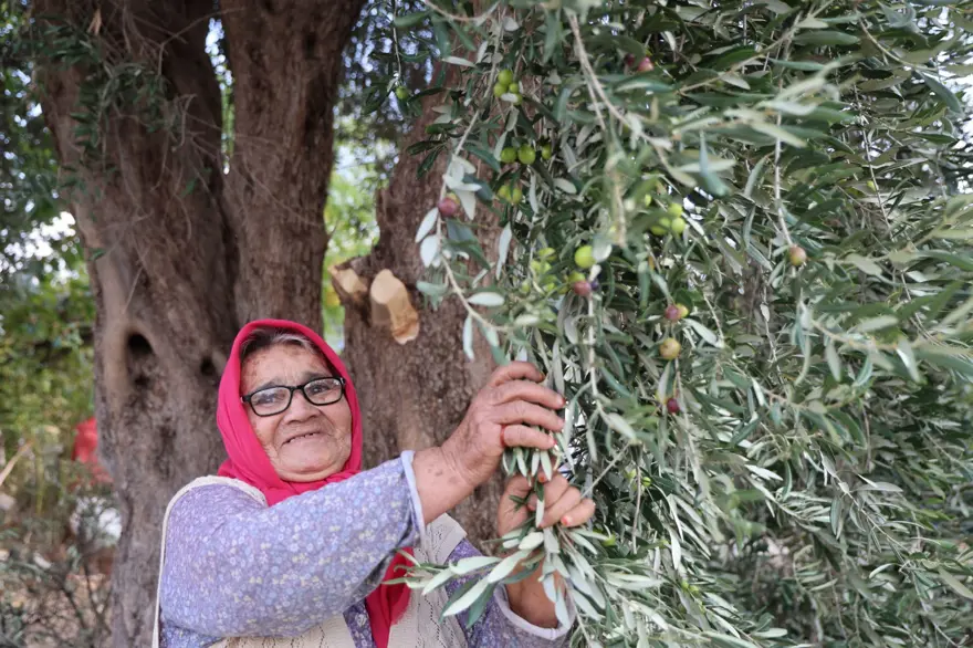 Ata yadigarı ağaçlardan toplanıyor: 5 kilodan 1 kilo yağ çıkıyor 5